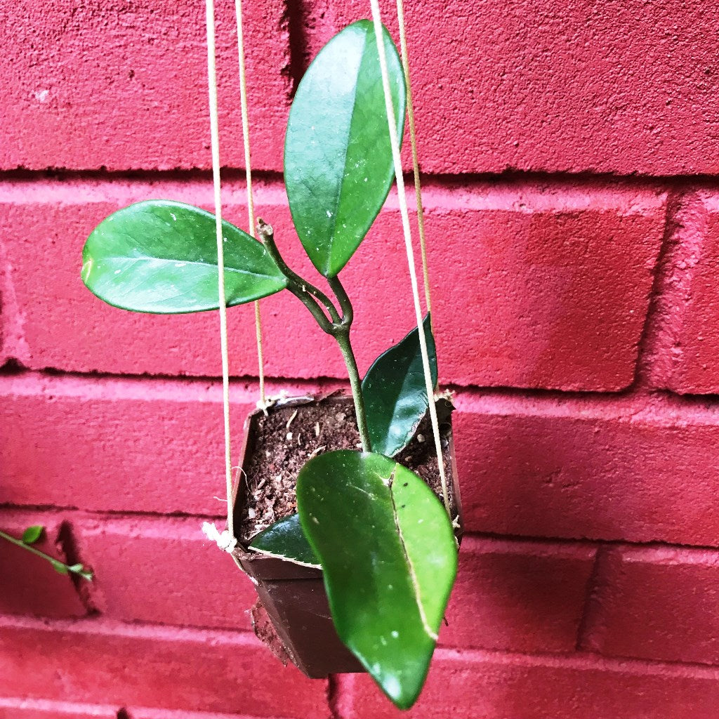  Hoya Carnosa White Plant