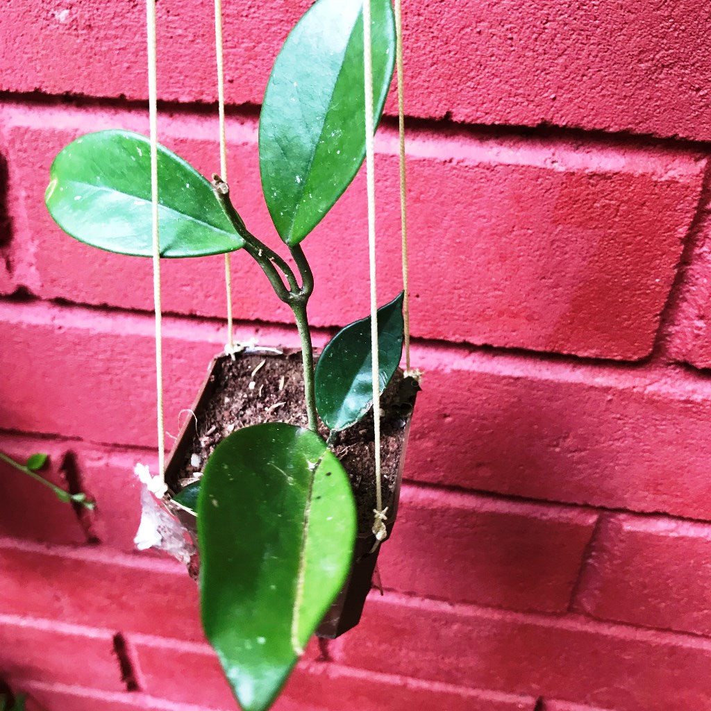  Hoya Carnosa White Plant