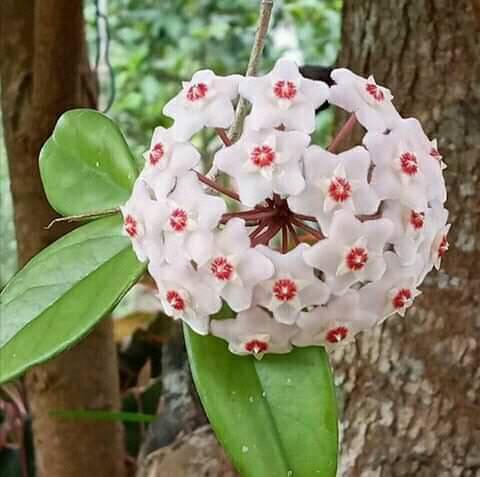  Hoya Carnosa White Plant