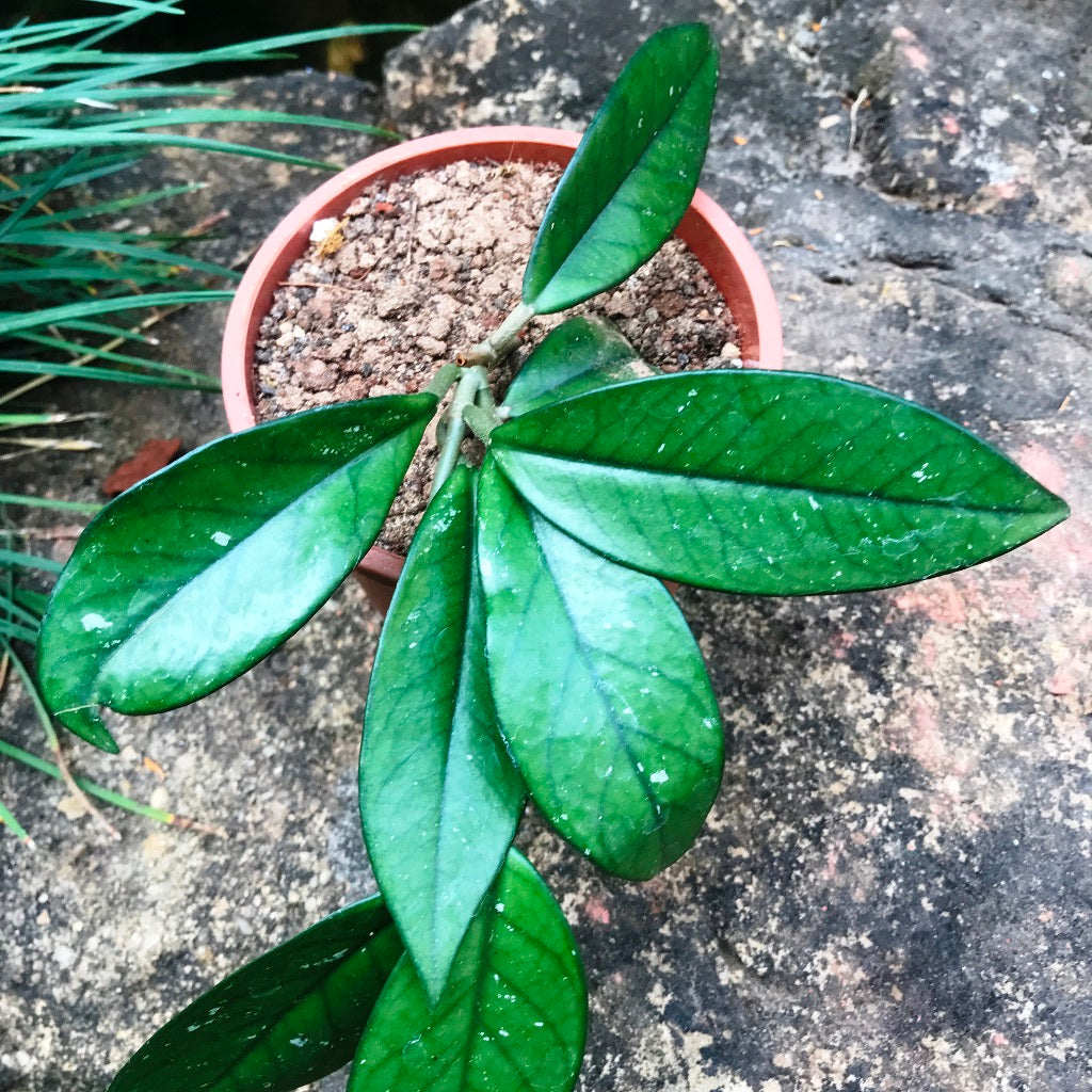  Hoya Carnosa Pink Plant