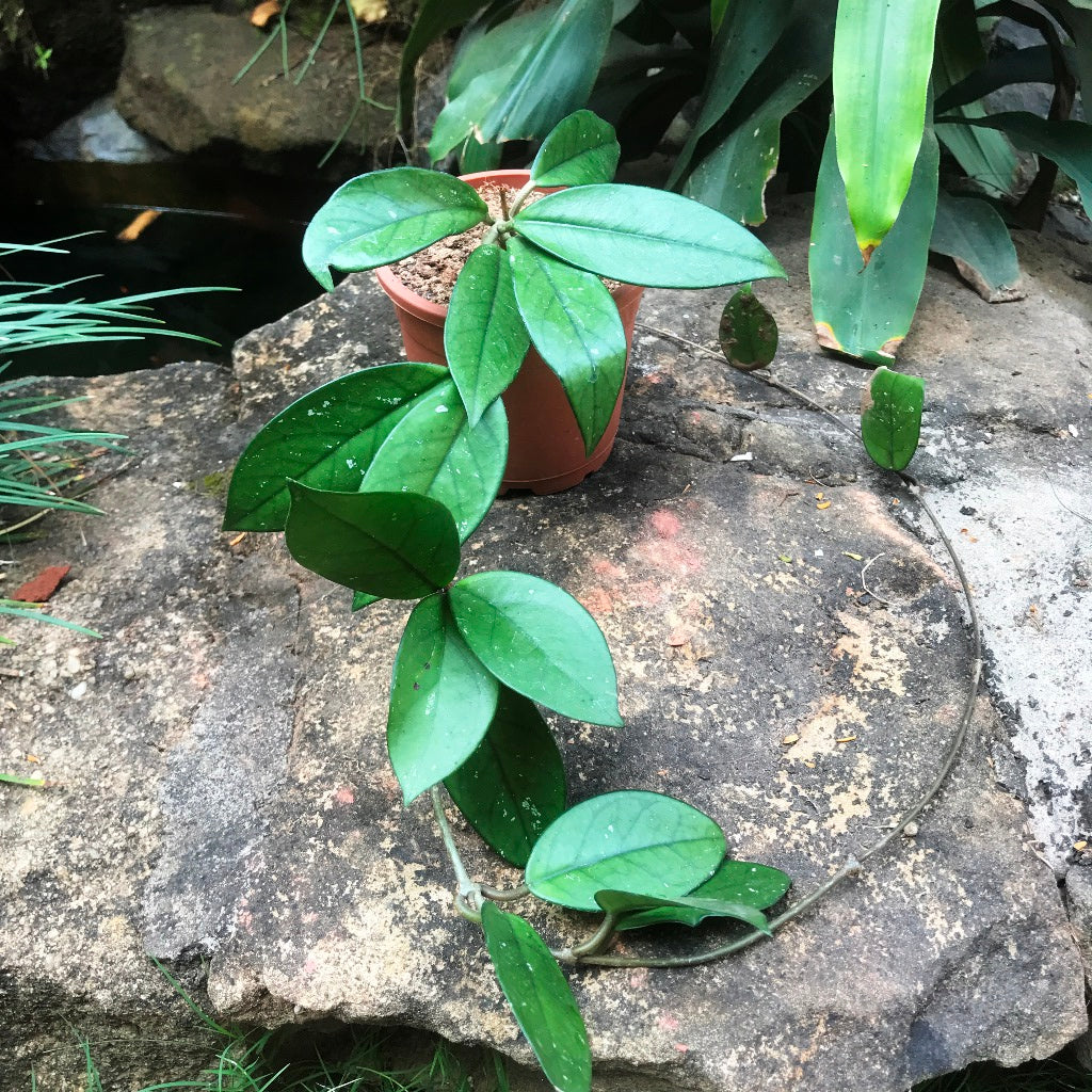  Hoya Carnosa Pink Plant