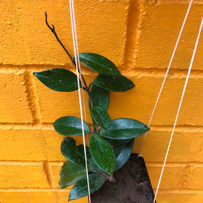  Hoya Carnosa Plant