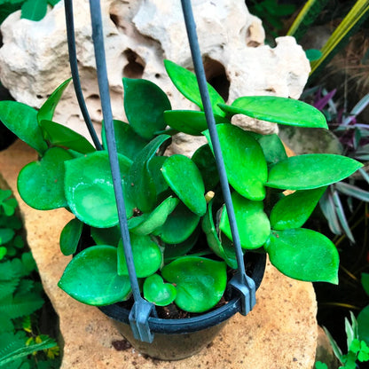  Hoya Carnosa Amore Plant
