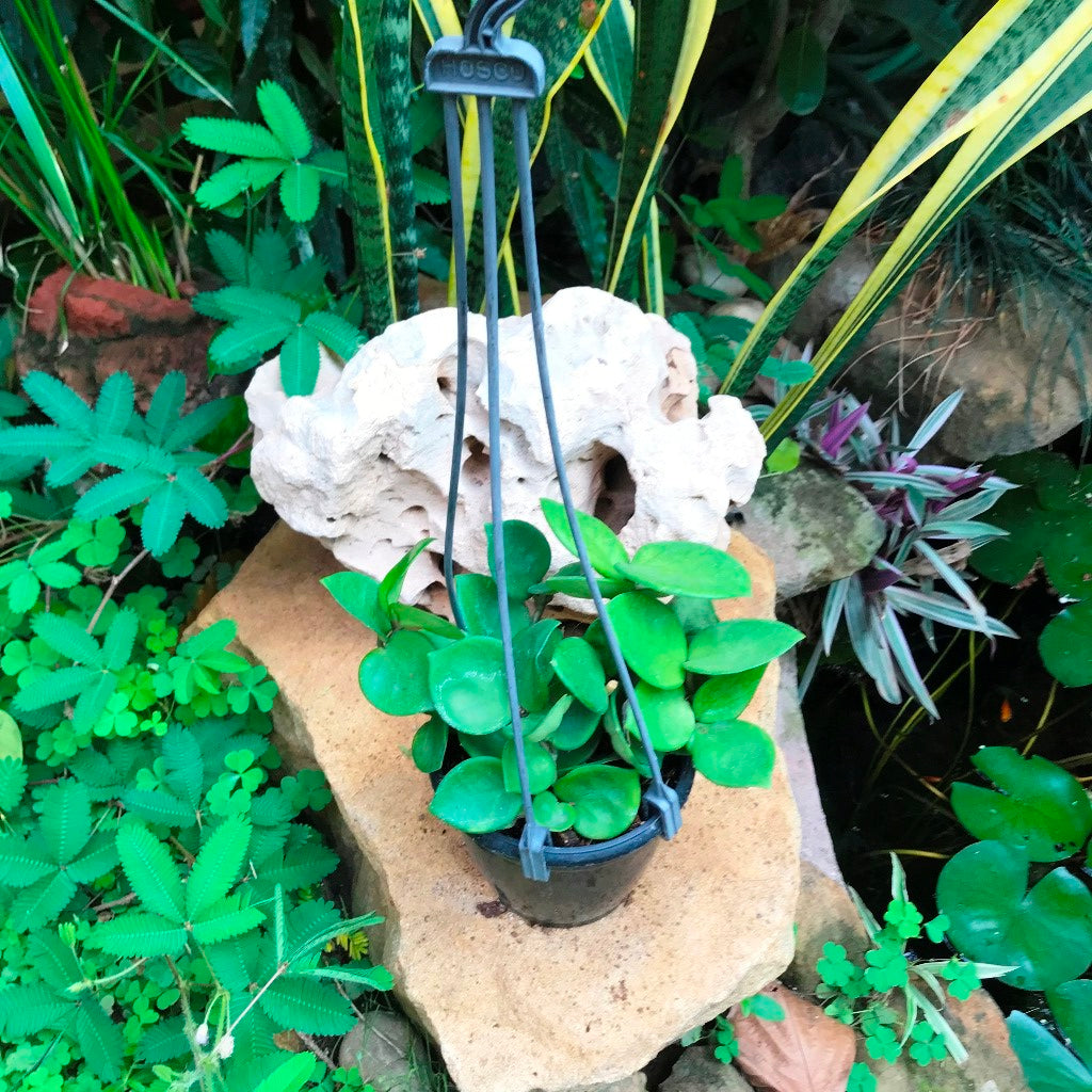 Hoya Carnosa Amore Plant