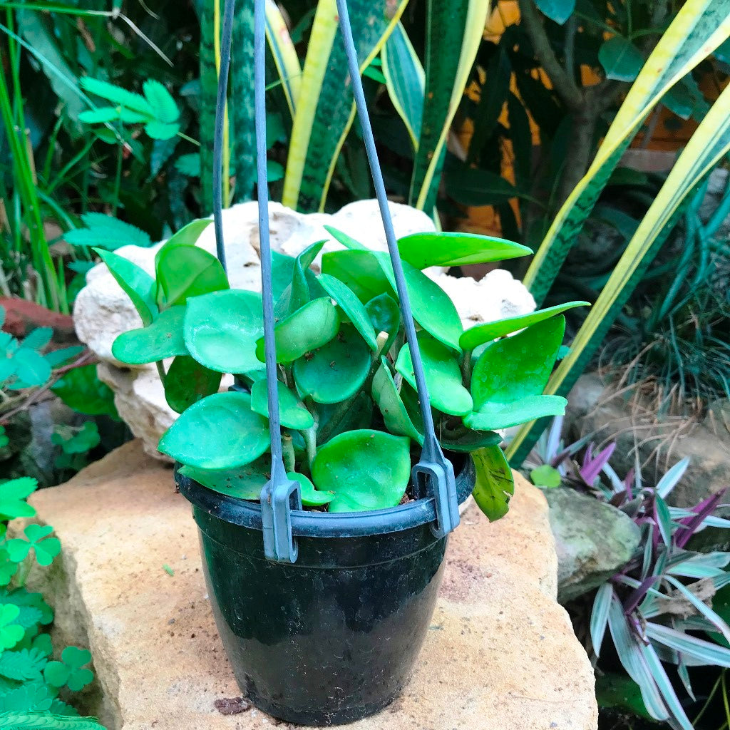 Hoya Carnosa Amore Plant