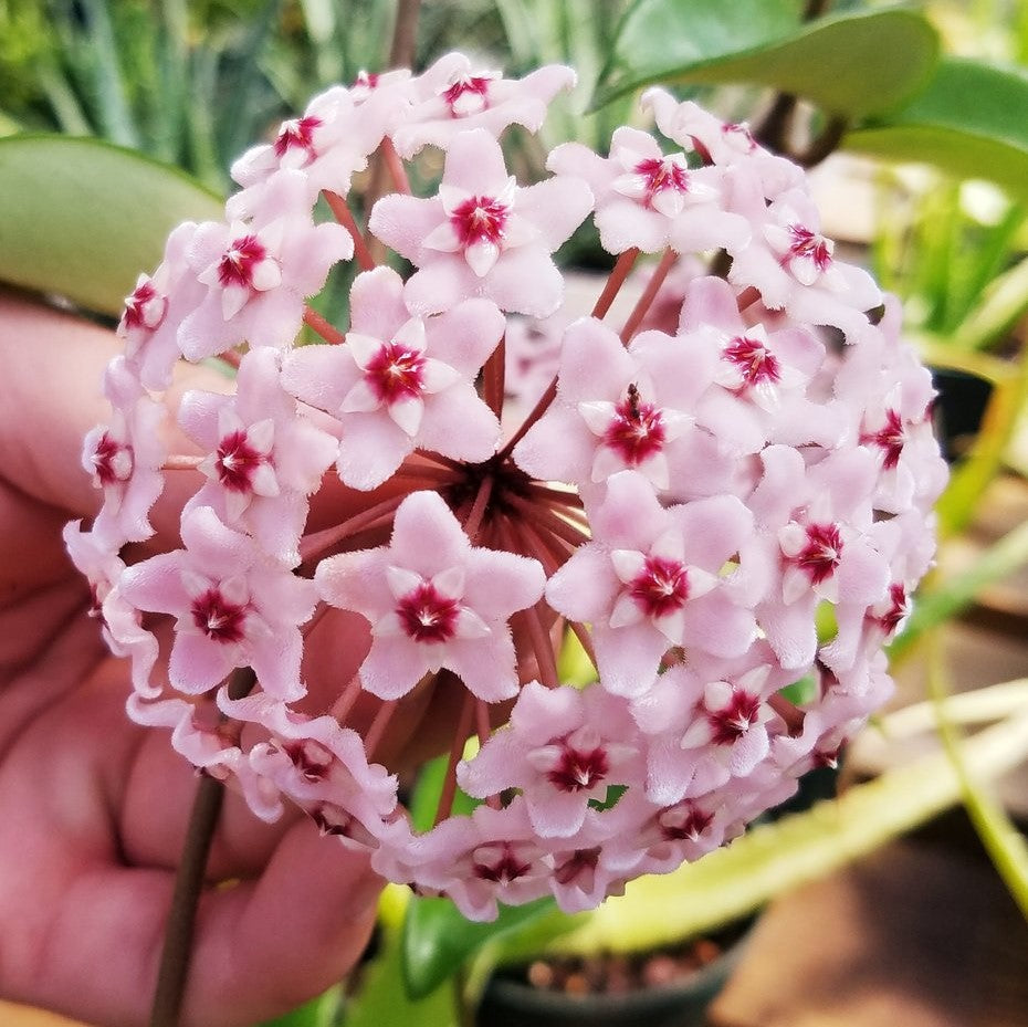  Hoya Krimson Princess Plant