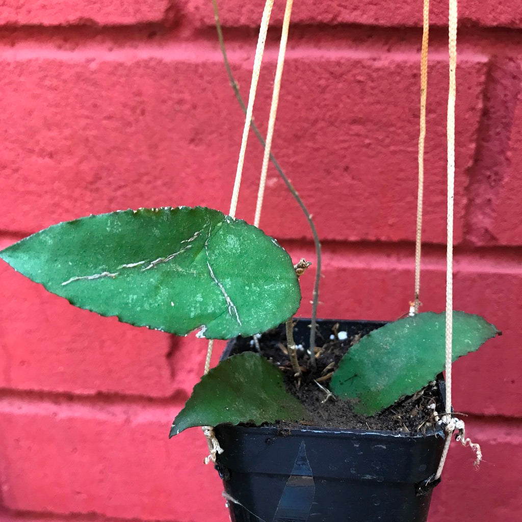  Hoya Caudata Sumatra Plant