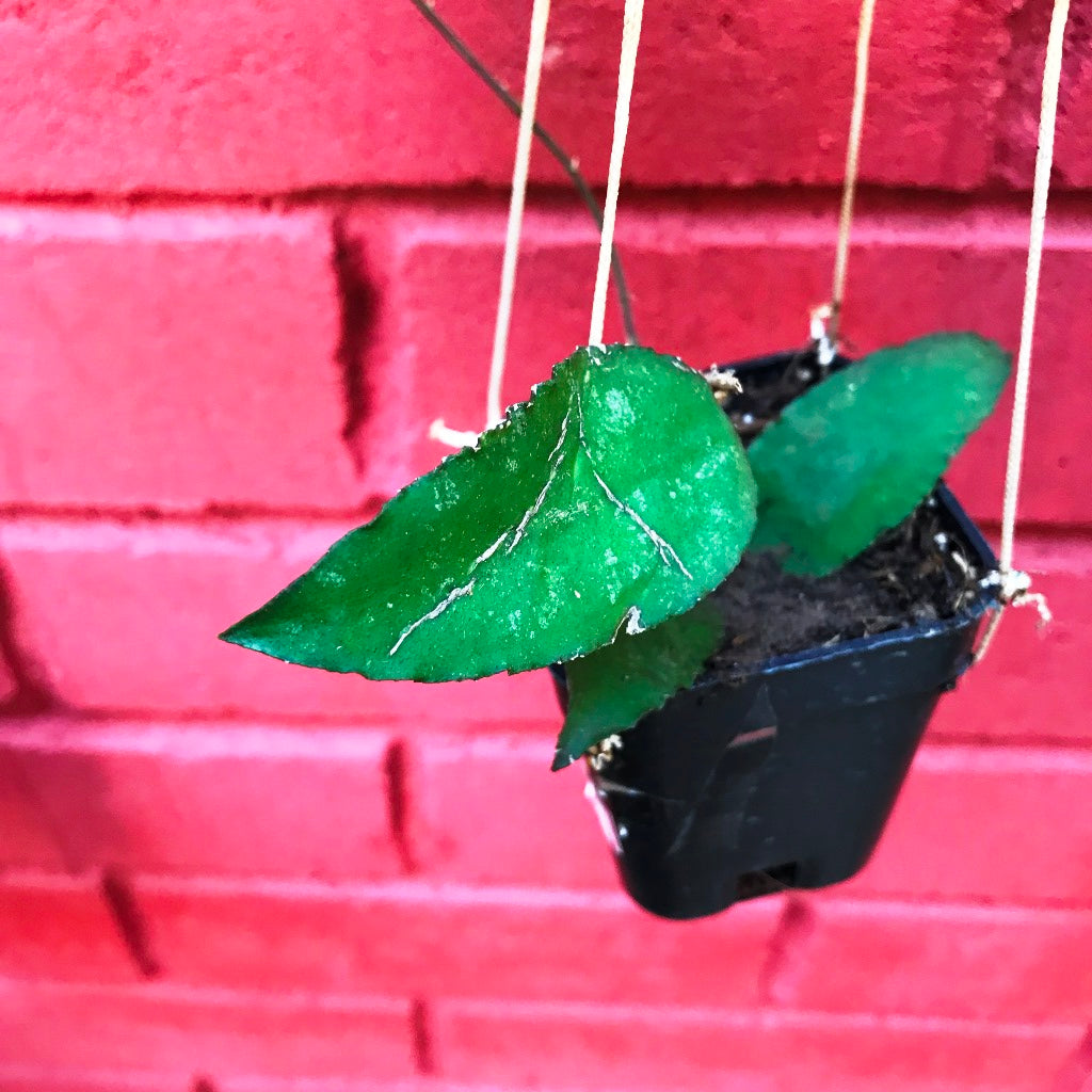  Hoya Caudata Sumatra Plant