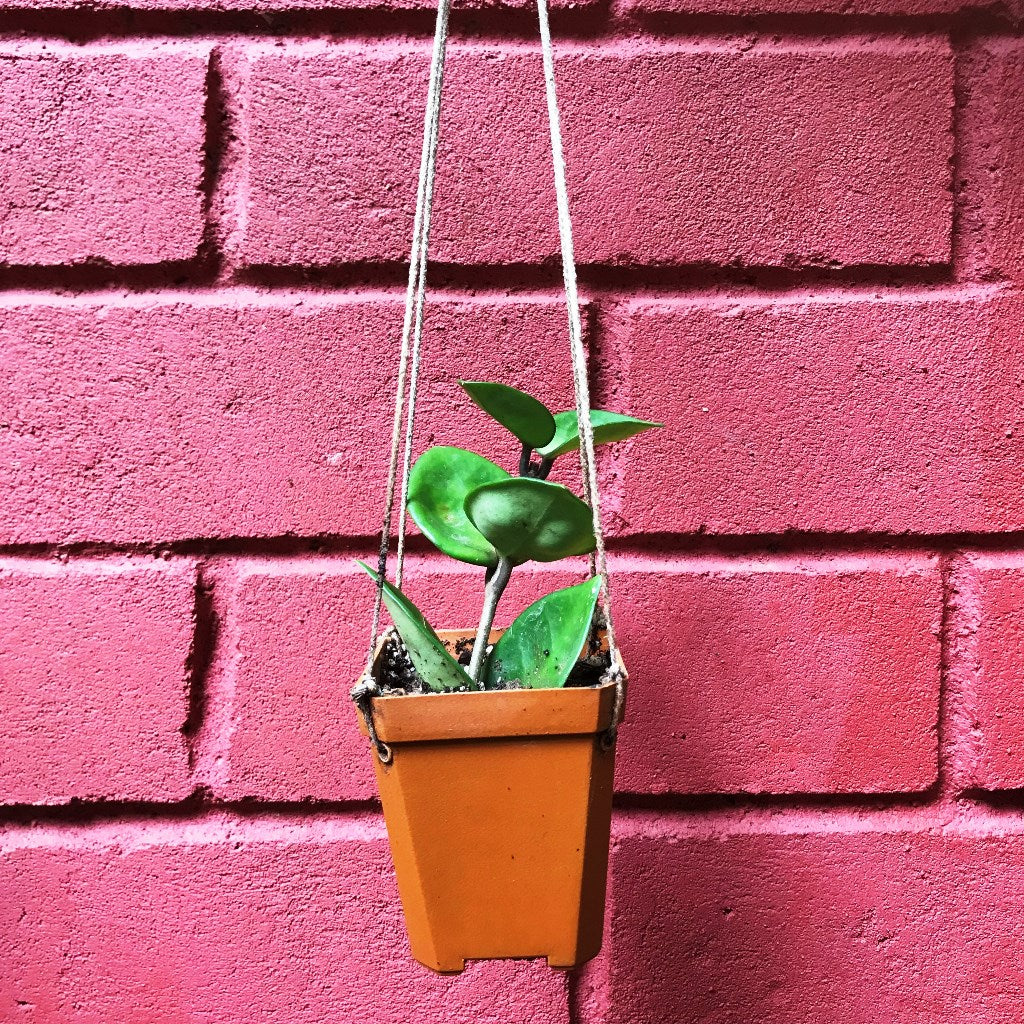  Hoya Carnosa Chelsea Plant