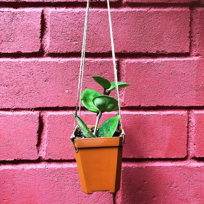  Hoya Carnosa Chelsea Plant