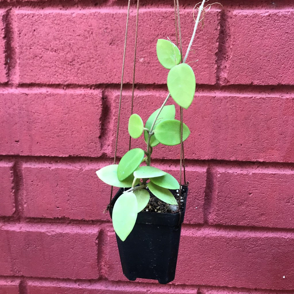  Hoya Chouke Plant