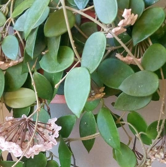  Hoya Chouke Plant