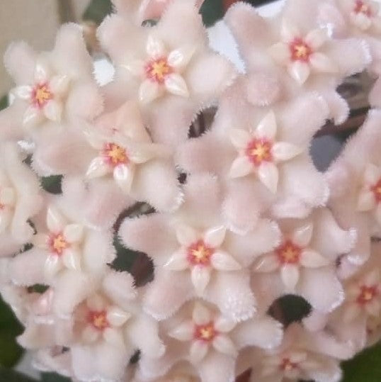  Hoya Chouke Plant