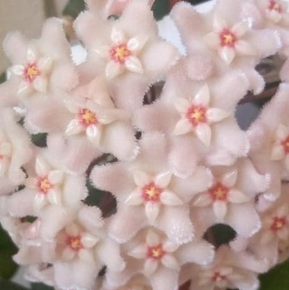 Hoya Chouke Plant