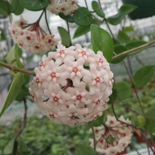  Hoya Chouke Plant