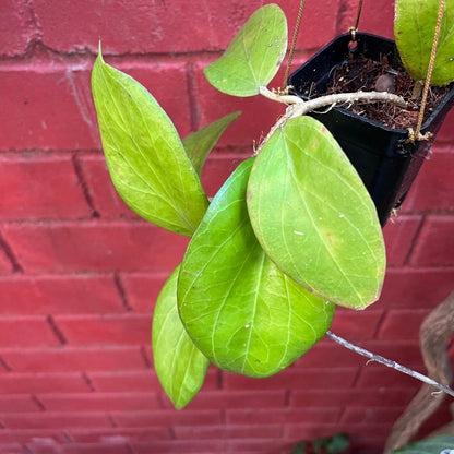  Hoya Chuniana Plant