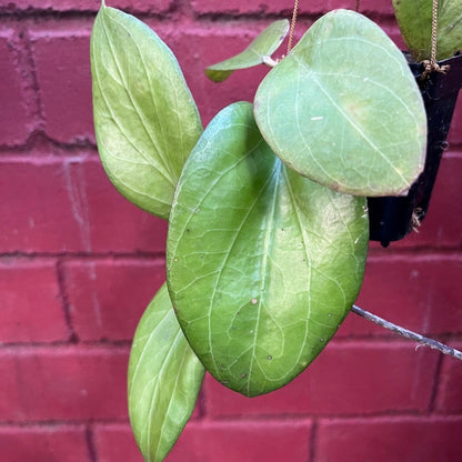  Hoya Chuniana Plant