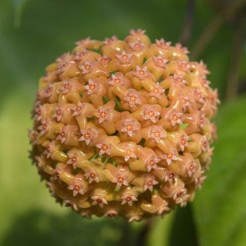  Hoya Chuniana Plant