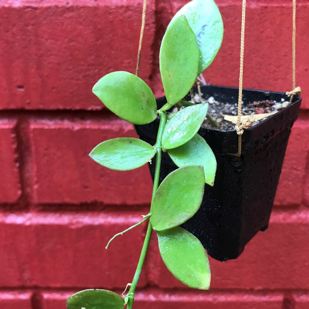  Hoya Collina Plant
