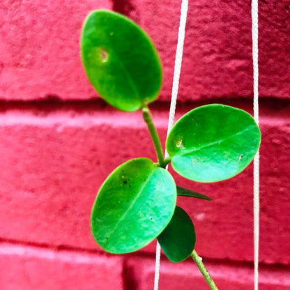  Hoya Cumingiana Plant
