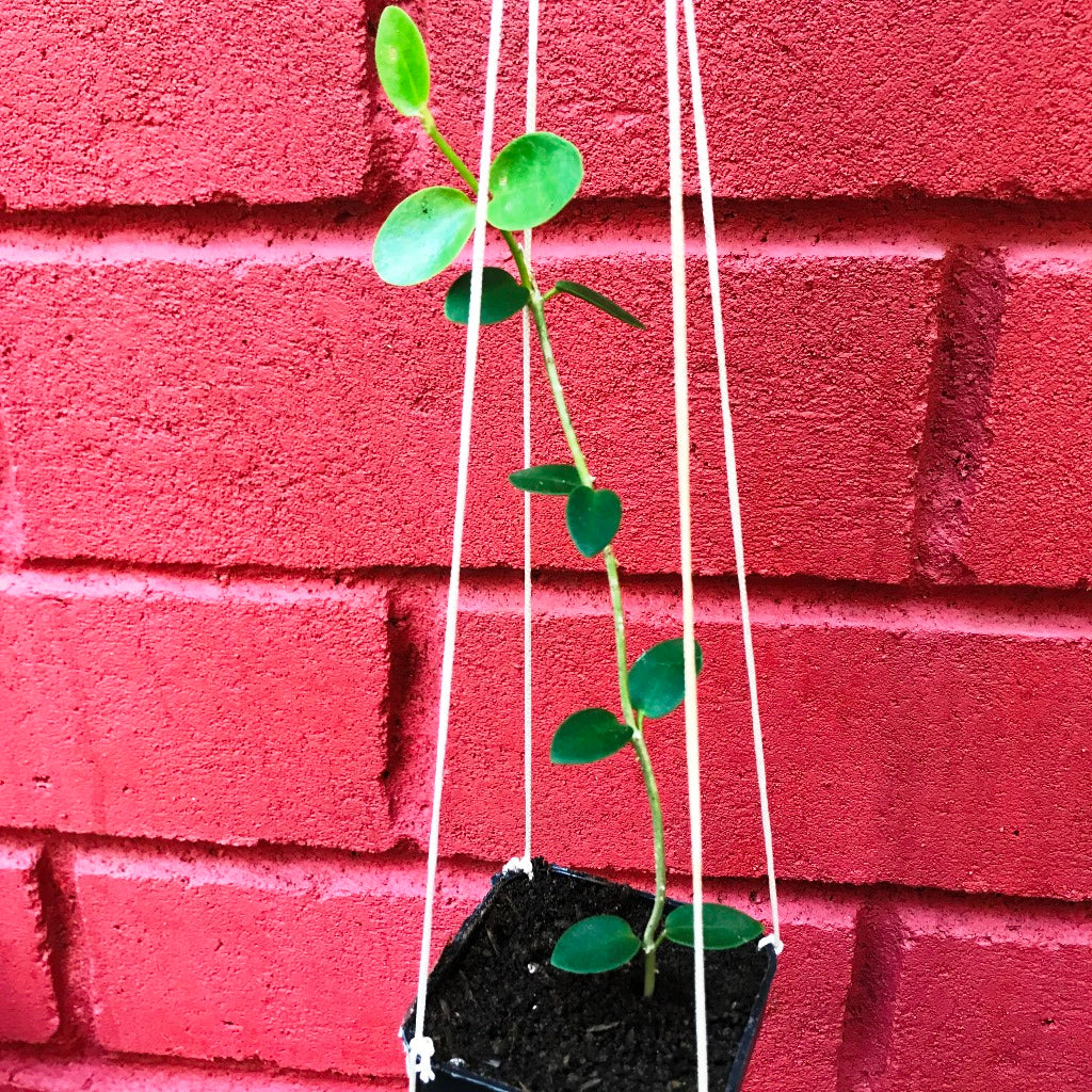  Hoya Cumingiana Plant