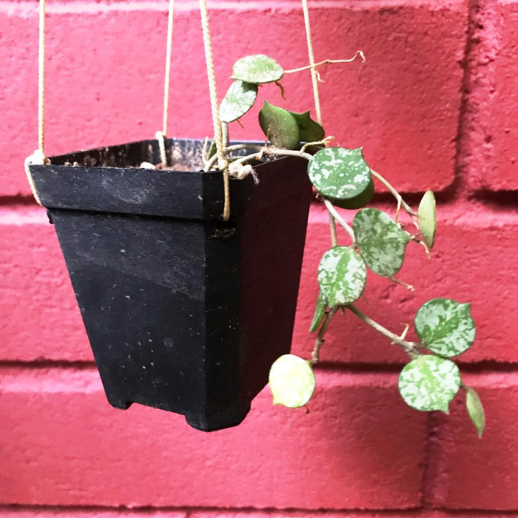  Hoya Curtisii Plant