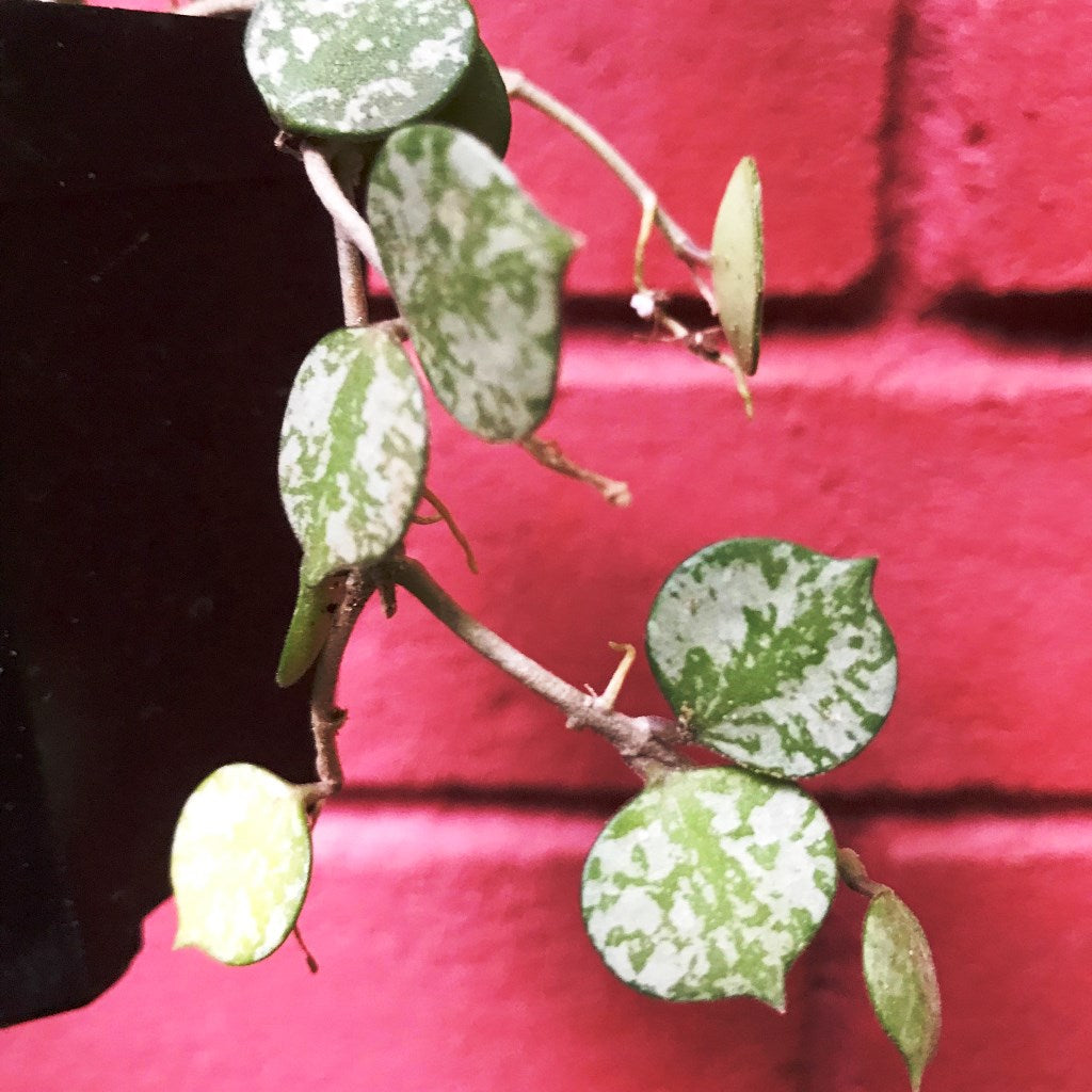  Hoya Curtisii Plant