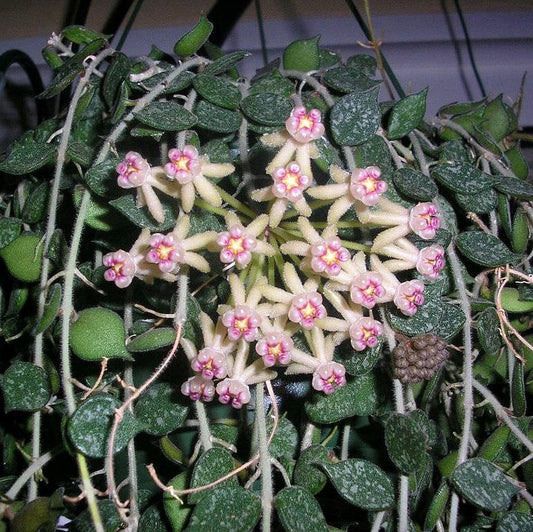  Hoya Curtisii Plant