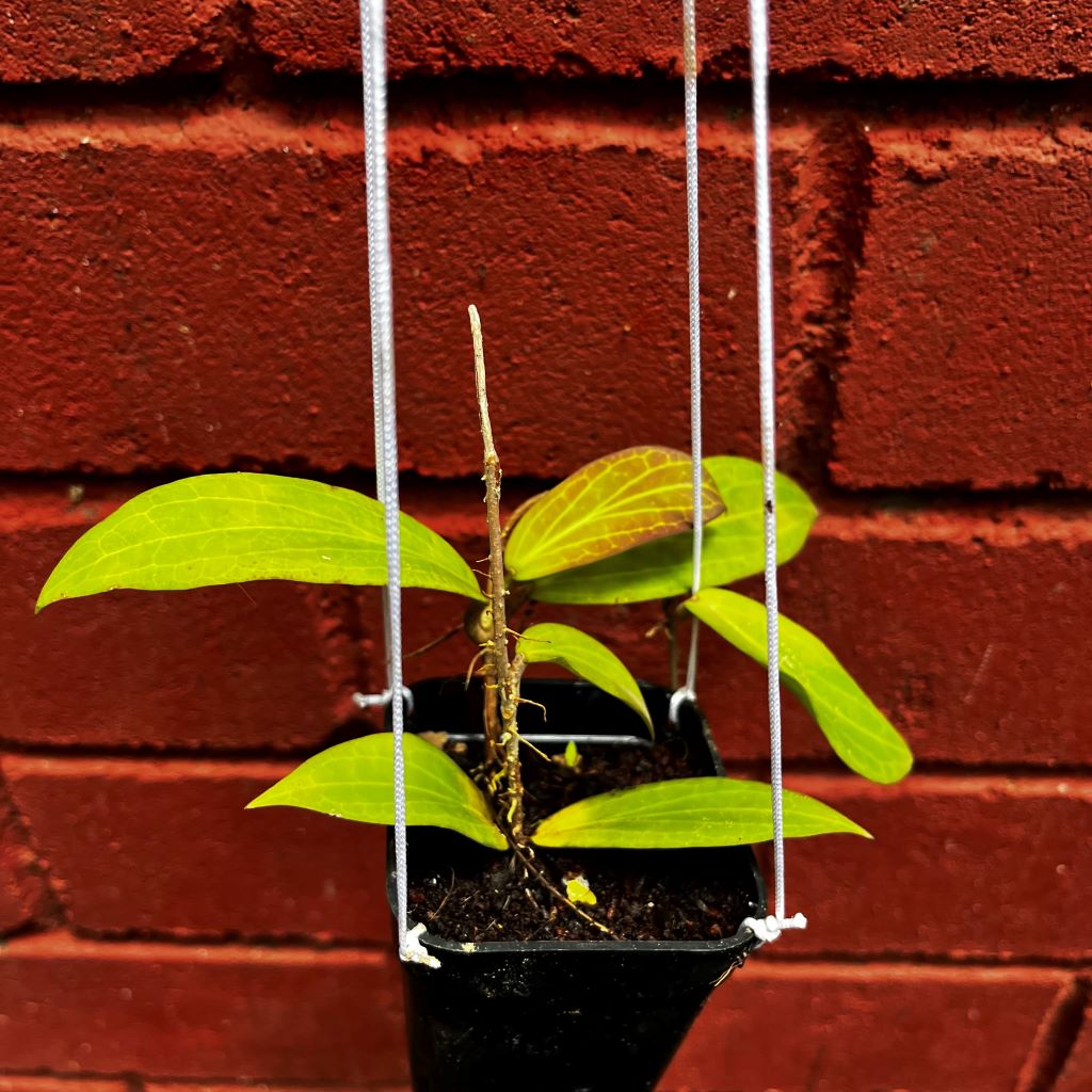  Hoya Cutis Porcelana Plant