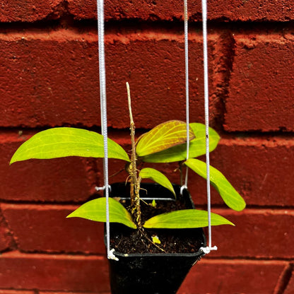  Hoya Cutis Porcelana Plant