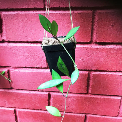  Hoya Davidcummingii Plant
