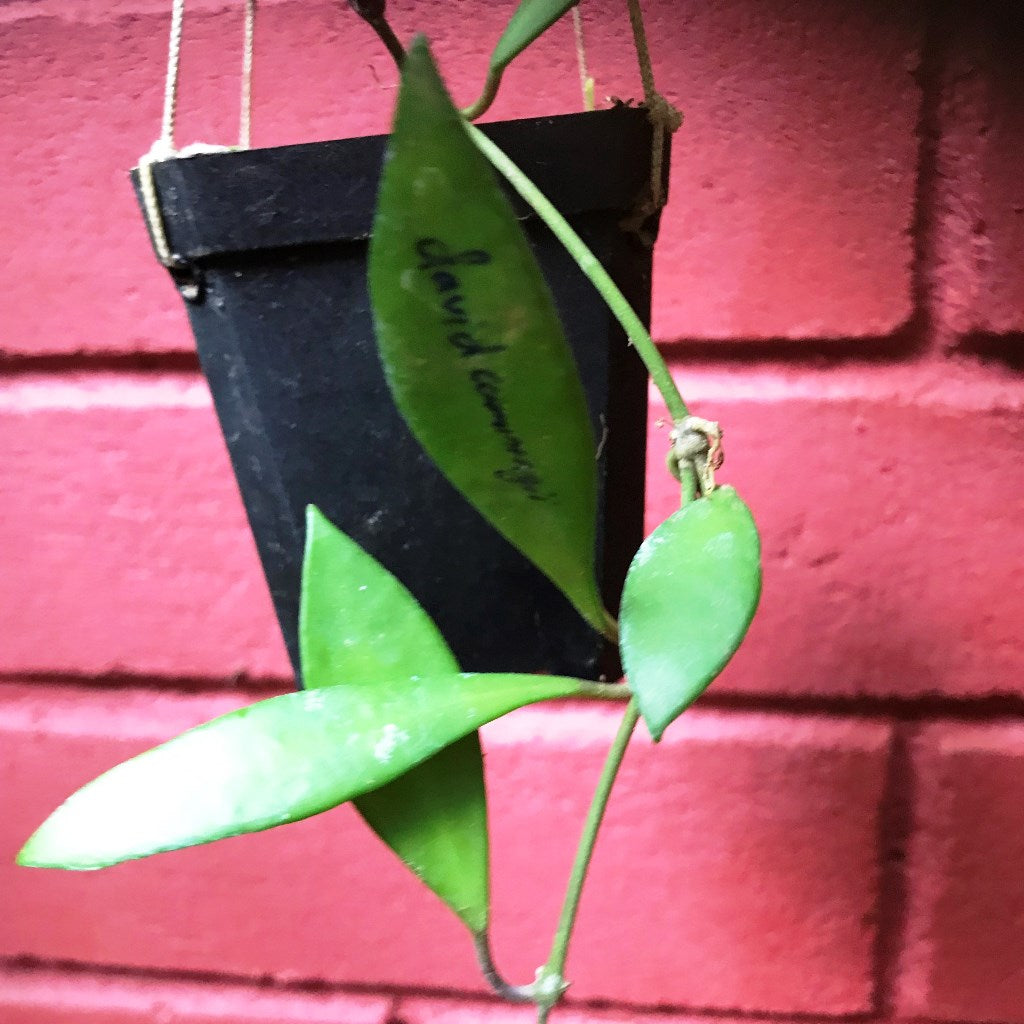 Hoya Davidcummingii Plant