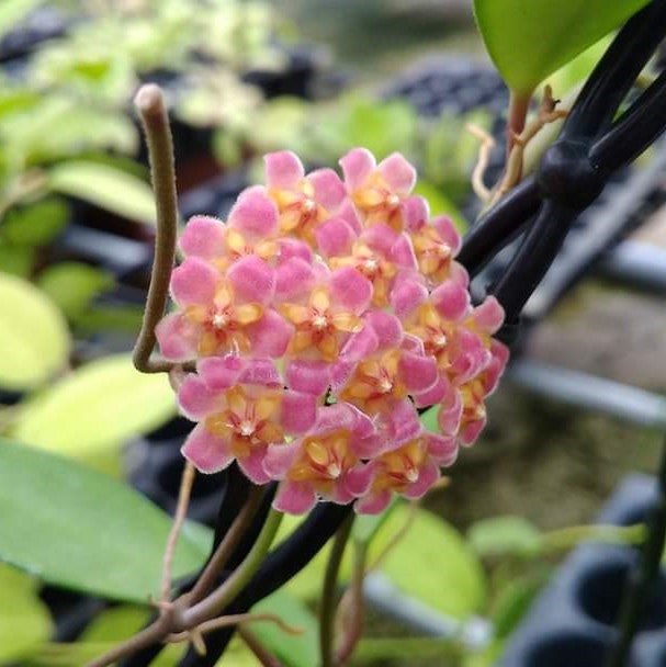  Hoya Davidcummingii Plant