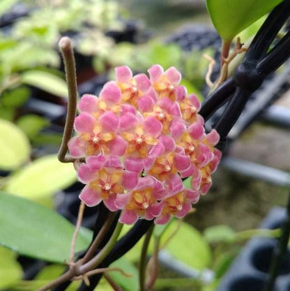  Hoya Davidcummingii Plant