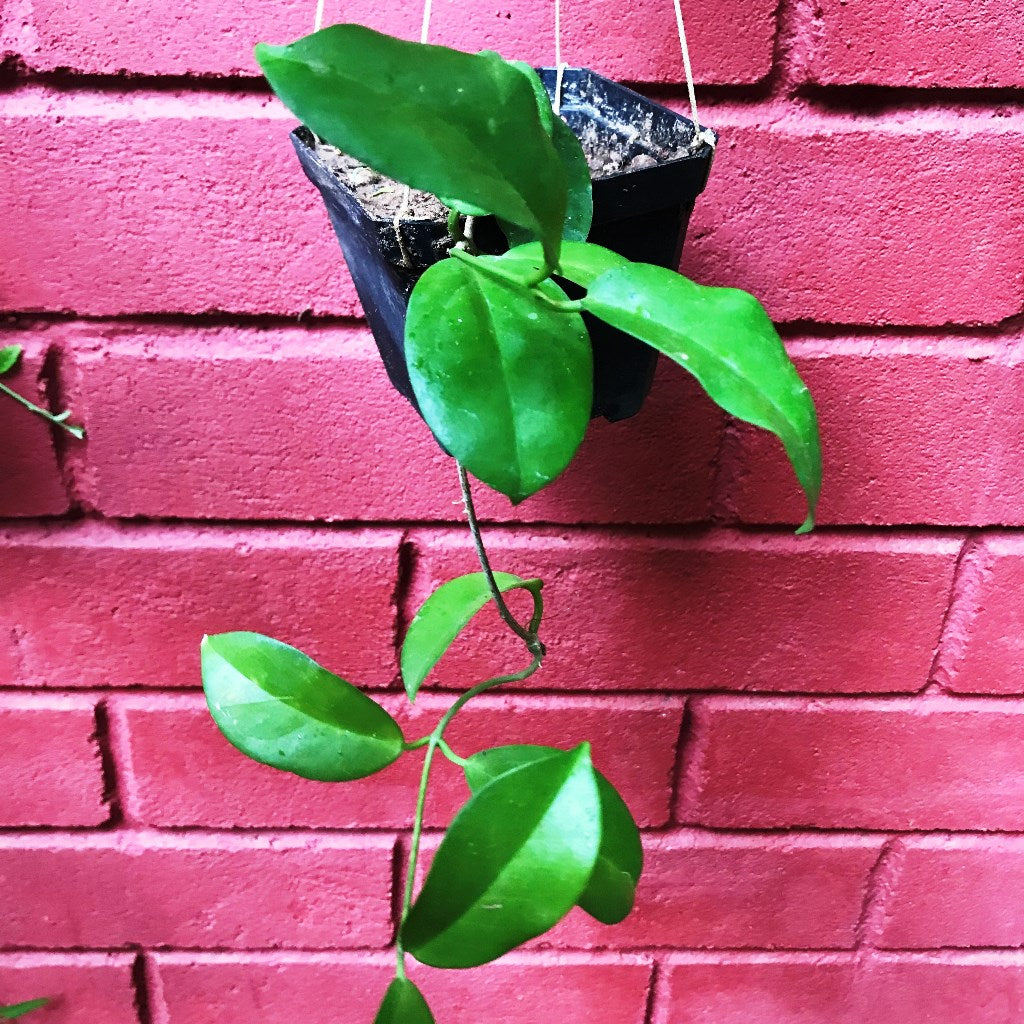  Hoya Dimorpha Plant