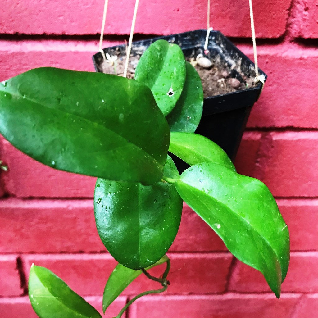  Hoya Dimorpha Plant