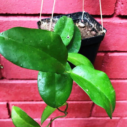 Hoya Dimorpha Plant