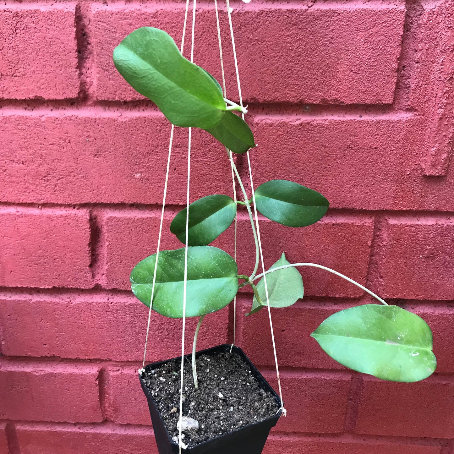  Hoya Dimorpha Plant