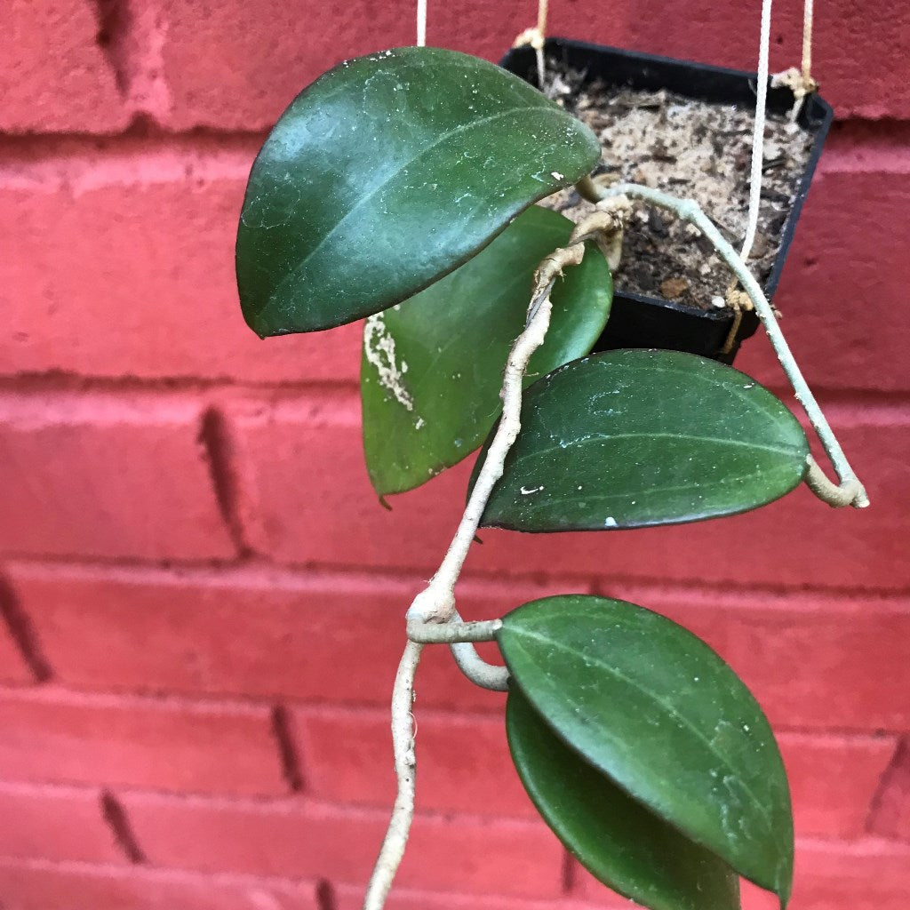  Hoya Dolichosparte Yellow Plant