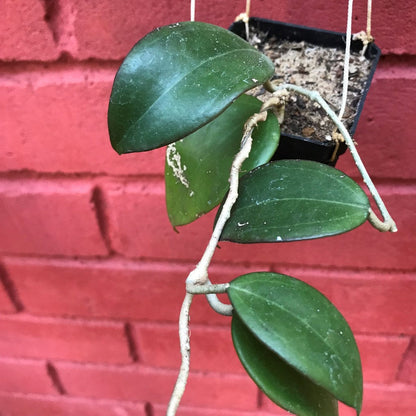 Hoya Dolichosparte Yellow Plant