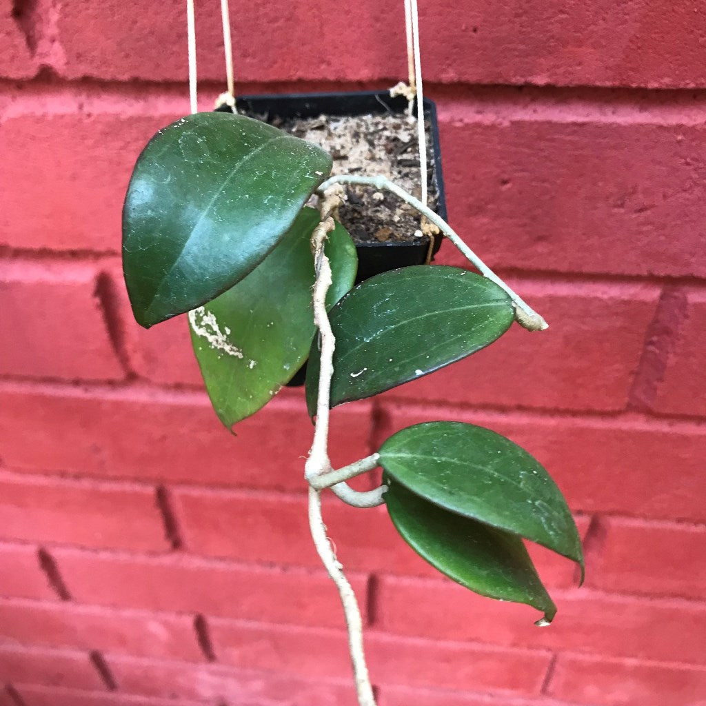  Hoya Dolichosparte Yellow Plant