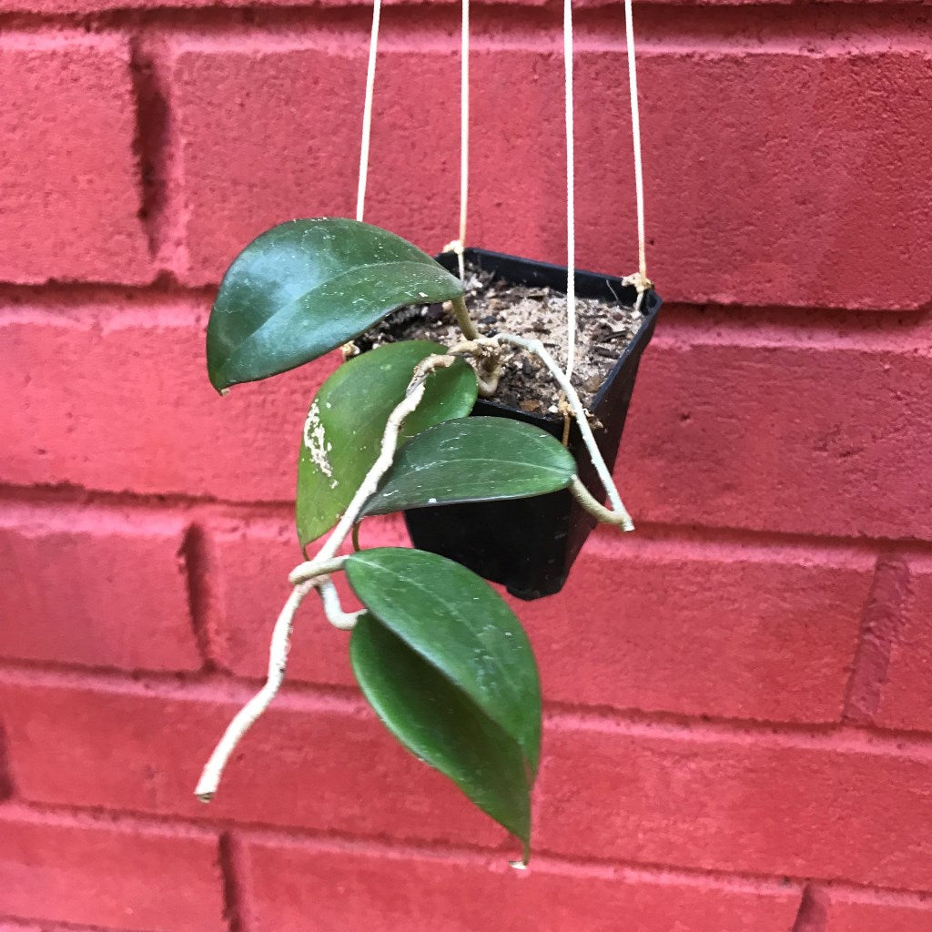  Hoya Dolichosparte Yellow Plant