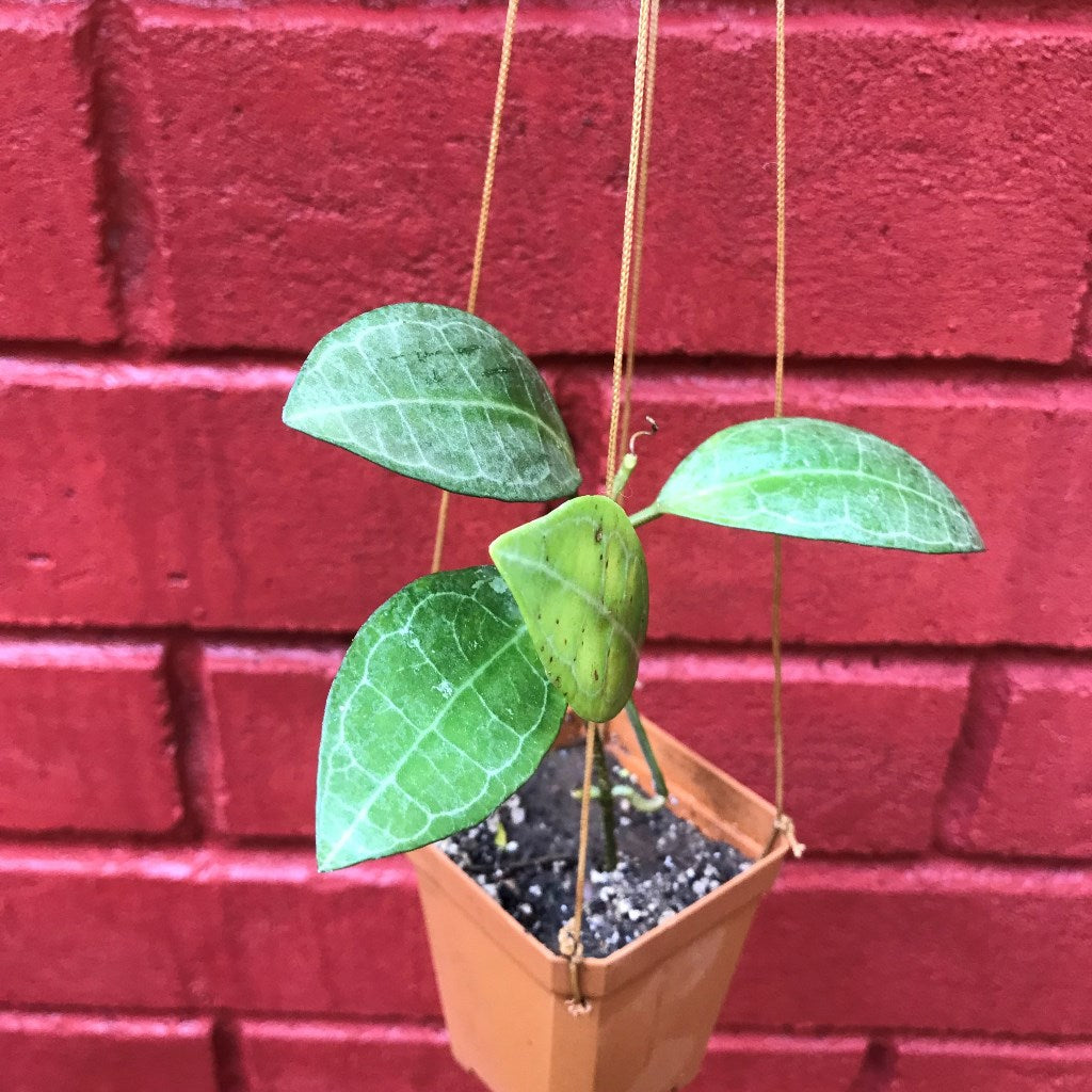  Hoya Elliptica Plant