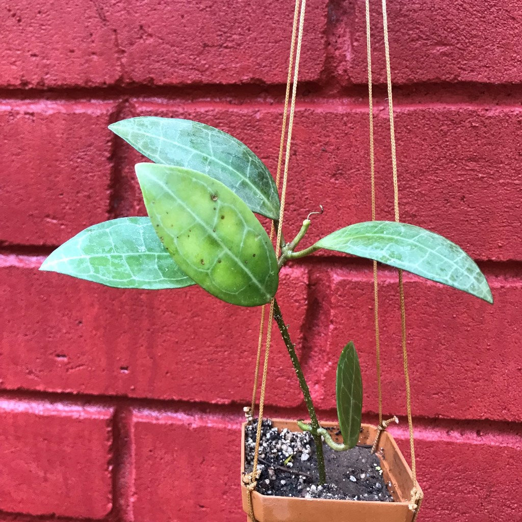  Hoya Elliptica Plant