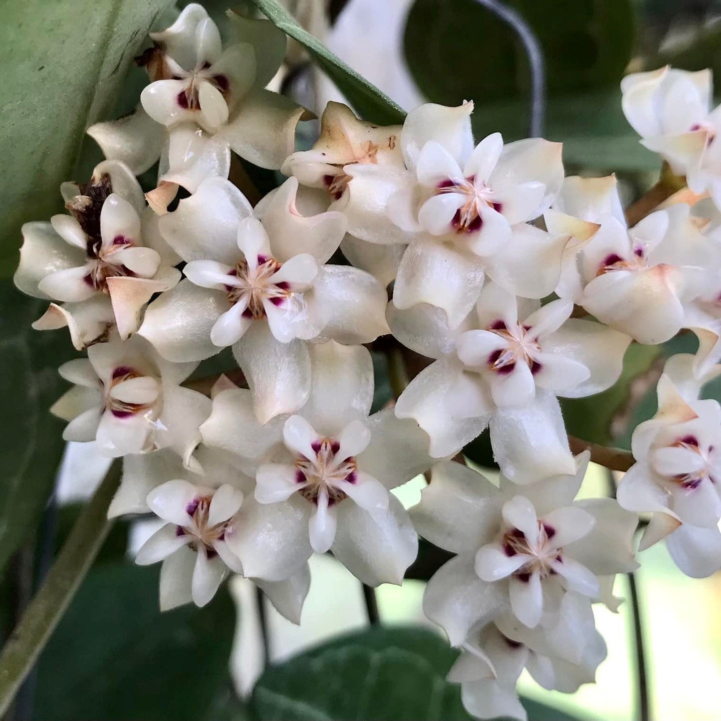  Hoya Elliptica Plant