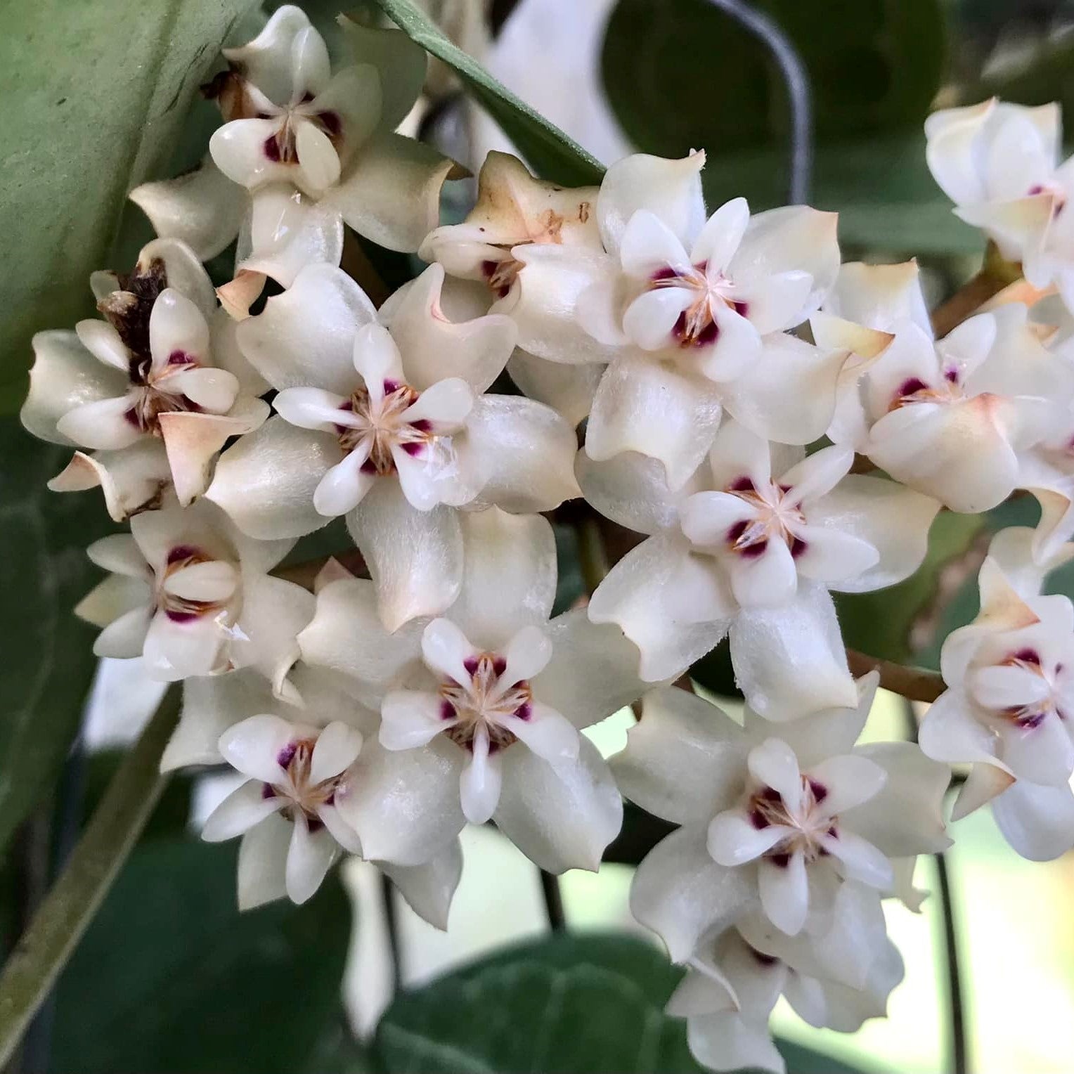  Hoya Elliptica Plant