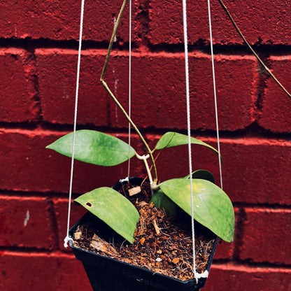  Hoya Elmeri Plant