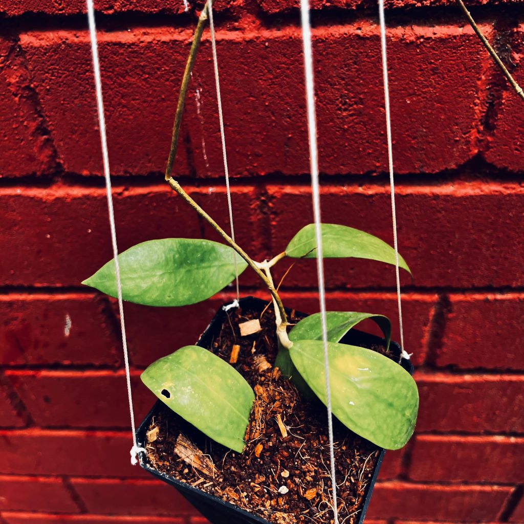  Hoya Elmeri Plant