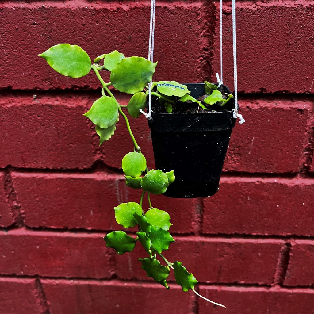  Hoya Endauensis Plant