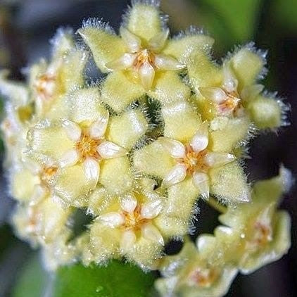  Hoya Erythrina Bajo Plant